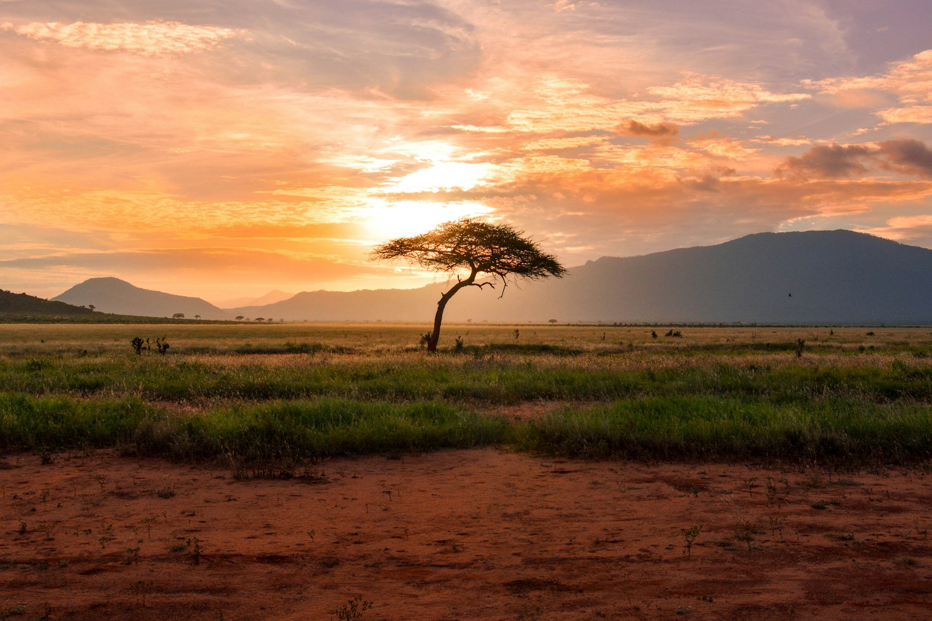 Elephants walking across the savanna at sunset in Kenya