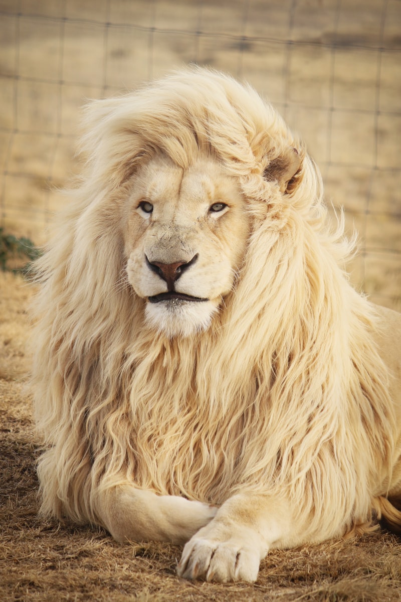 Lions resting in the Masai Mara savanna